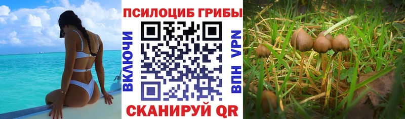 Купить  Карачаевск  Галлюциногенные грибы MAGIC MUSHROOMS 